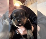 Small #3 Rottweiler