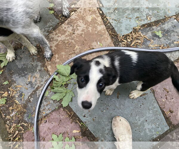 Medium Photo #2 Mutt Puppy For Sale in Garden City, NY, USA
