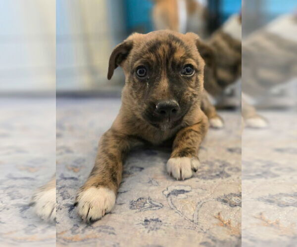 Medium Photo #4 Mountain Cur-Unknown Mix Puppy For Sale in New London, WI, USA