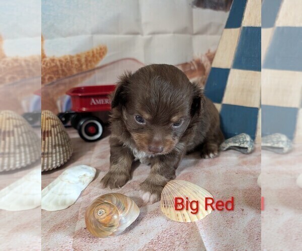 Medium Photo #4 Chihuahua Puppy For Sale in LEBANON, PA, USA