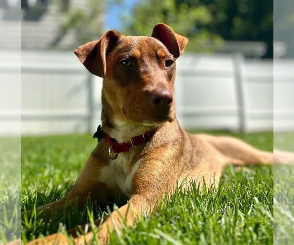 Medium Photo #24 Mutt Puppy For Sale in Canton, CT, USA