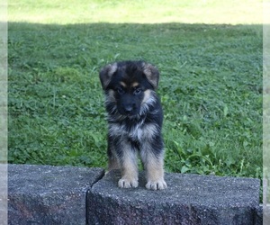 German Shepherd Dog Puppy for sale in MILLERSBURG, OH, USA