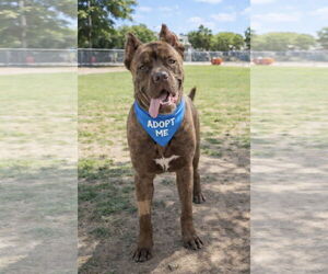 Mutt Dogs for adoption in Euless, TX, USA