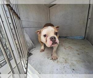 Bulldog-Unknown Mix Dogs for adoption in Fort Lauderdale, FL, USA