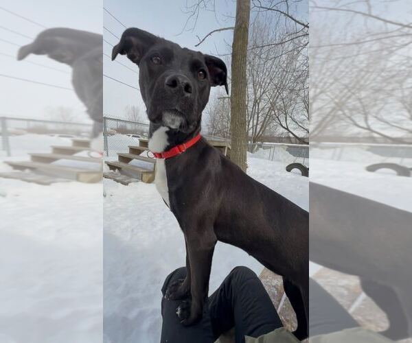 Medium Photo #4 Mutt Puppy For Sale in Elmsford, NY, USA