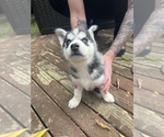 Small Photo #6 Siberian Husky Puppy For Sale in BATAVIA, OH, USA