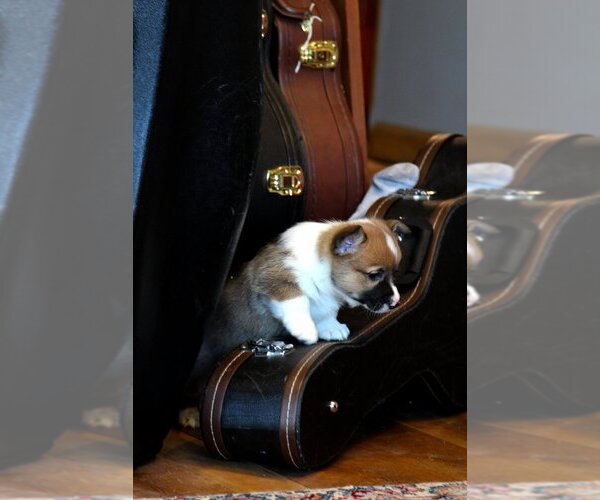Medium Photo #4 Pembroke Welsh Corgi Puppy For Sale in FAIR GROVE, MO, USA