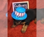 Small Photo #20 Yorkshire Terrier Puppy For Sale in AKRON, OH, USA