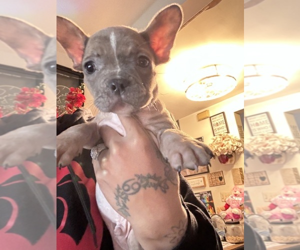 Medium Photo #4 French Bulldog Puppy For Sale in COLLINGDALE, PA, USA