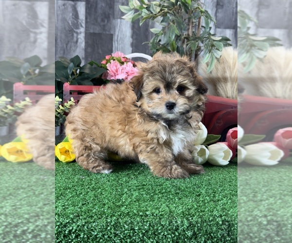Medium Photo #6 Havanese Puppy For Sale in CANOGA, NY, USA