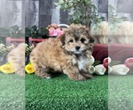 Small #5 Havanese