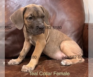 Medium Cane Corso