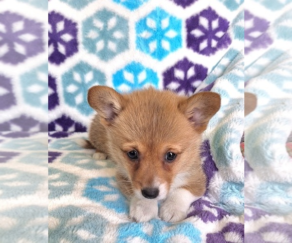Medium Photo #5 Pembroke Welsh Corgi Puppy For Sale in ARROYO GRANDE, CA, USA