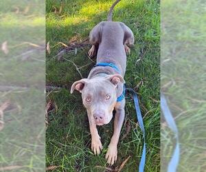 American Pit Bull Terrier Dogs for adoption in Alameda, CA, USA