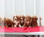 Small Photo #5 Goldendoodle (Miniature) Puppy For Sale in EPHRATA, PA, USA
