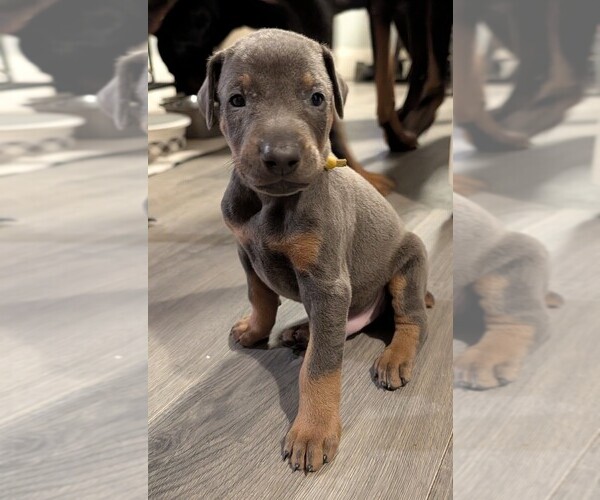 Medium Photo #1 Doberman Pinscher Puppy For Sale in BRUNSWICK, MD, USA