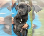 Small #6 Border Collie Mix