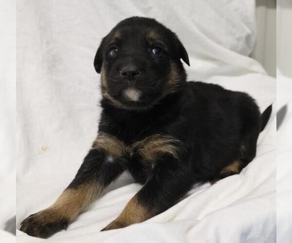 Medium Photo #1 German Shepherd Dog-Unknown Mix Puppy For Sale in Thief River Falls, MN, USA