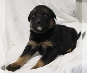 German Shepherd Dog-Unknown Mix Dogs for adoption in Thief River Falls, MN, USA