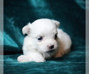 Maltese Puppy for sale in ROCK VALLEY, IA, USA