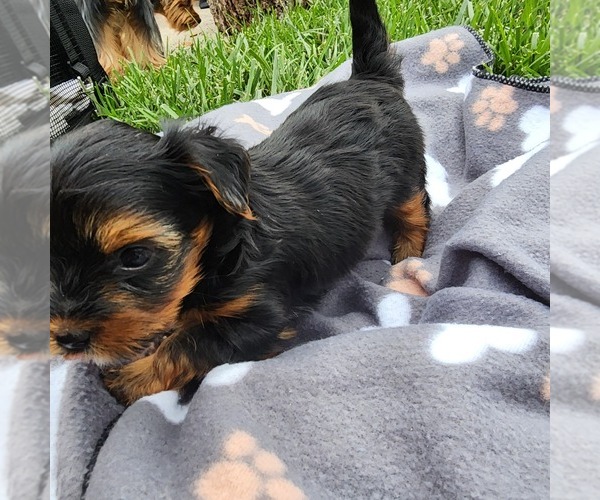 Medium Photo #2 Yorkshire Terrier Puppy For Sale in BURLINGTON, KY, USA