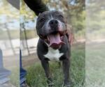 Small #1 Mutt