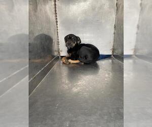 Rottweiler Dogs for adoption in Bakersfield, CA, USA