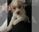Puppy Oran  Orabella Lagotto Romagnolo