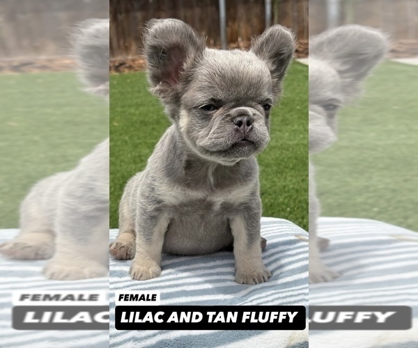 Medium Photo #10 French Bulldog Puppy For Sale in VIRGINIA BEACH, VA, USA