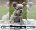 Small #9 French Bulldog