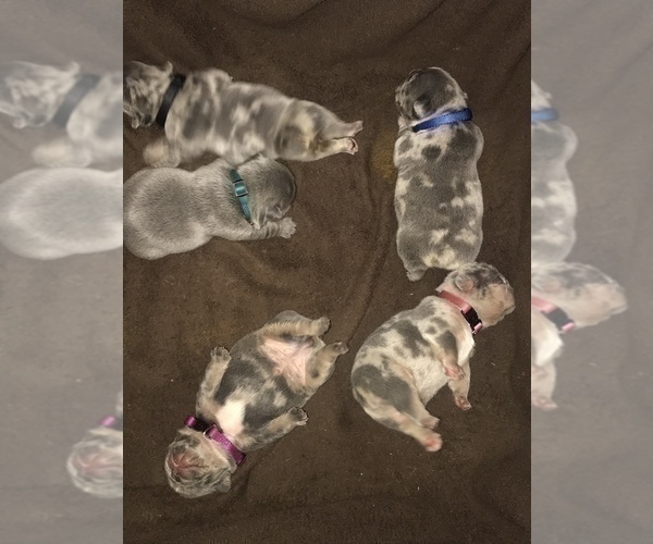 Medium Photo #3 French Bulldog Puppy For Sale in PLACERVILLE, CA, USA