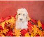 Small Photo #5 Goldendoodle Puppy For Sale in COLORADO SPRINGS, CO, USA