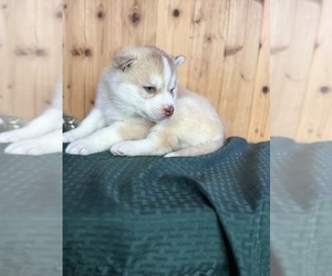 Siberian Husky Puppy for sale in STAPLES, MN, USA