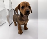 Small Photo #9 Dachshund Puppy For Sale in SAINT AUGUSTINE, FL, USA