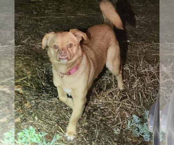 Medium Photo #1 Pug-Unknown Mix Puppy For Sale in San Antonio, TX, USA
