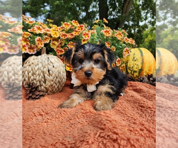 Medium Photo #3 Yorkshire Terrier Puppy For Sale in INDIANAPOLIS, IN, USA