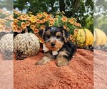 Small #2 Yorkshire Terrier