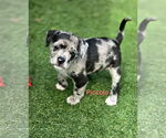 Small #2 Australian Shepherd-Border Terrier Mix