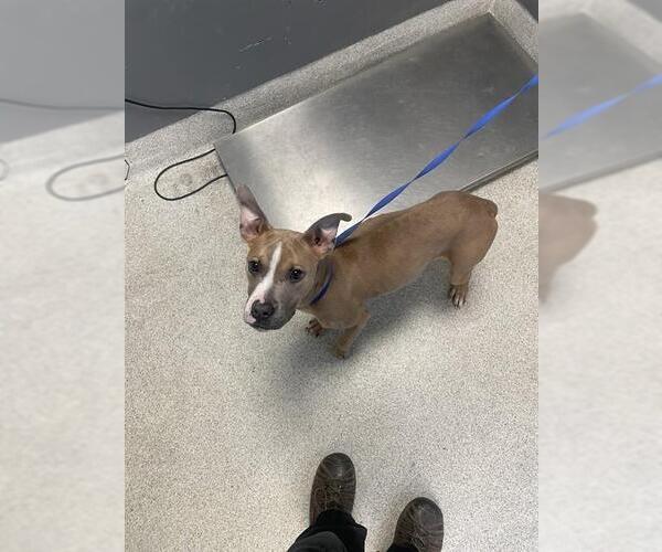 Medium Photo #1 American Staffordshire Terrier-Unknown Mix Puppy For Sale in Tallahassee, FL, USA