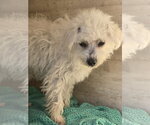 Small #2 Poodle (Miniature) Mix