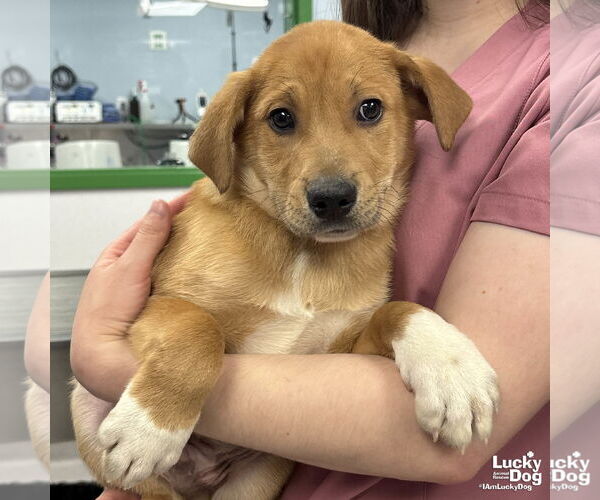 Medium Photo #1 Golden Retriever-Unknown Mix Puppy For Sale in Washington, DC, USA