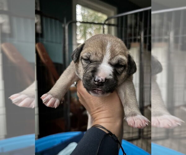 Medium Photo #2 Mutt Puppy For Sale in Canton, CT, USA