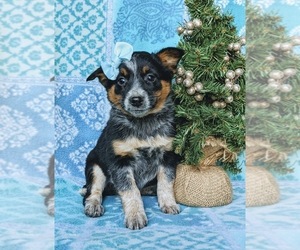 Australian Shepherd-Texas Heeler Mix Puppy for sale in HOLTWOOD, PA, USA