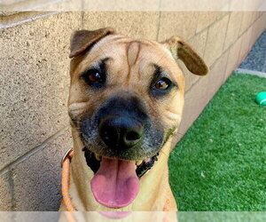 Chinese Shar-Pei-Unknown Mix Dogs for adoption in Moreno Valley, CA, USA