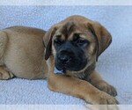 Small Photo #2 Mastador-Mastiff Mix Puppy For Sale in BROOKSVILLE, FL, USA