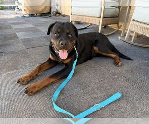 Rottweiler Dogs for adoption in Gilbert, AZ, USA