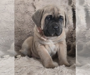 Cane Corso Puppy for sale in MINERAL WELLS, WV, USA