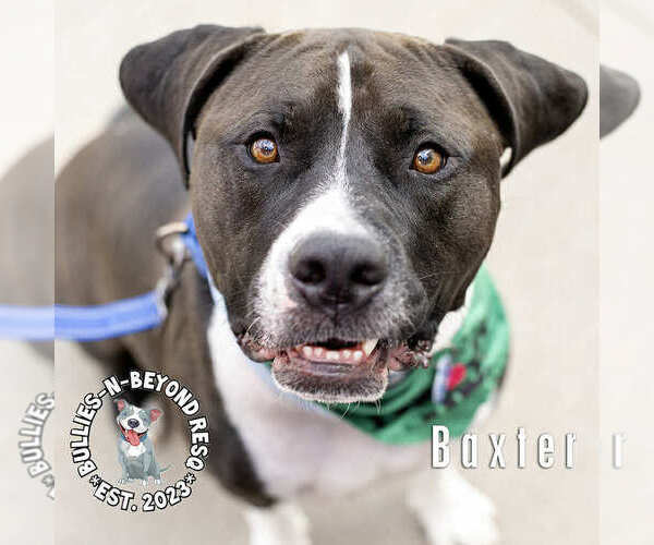 Medium Photo #7 American Staffordshire Terrier-Bulldog Mix Puppy For Sale in Omaha, NE, USA