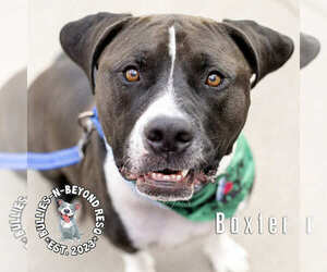 Baxter - Male American Staffordshire Terrier-Bulldog Mix Dog for Adoption - Photo #7