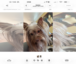 Small Photo #1 Yorkshire Terrier Puppy For Sale in BEALETON, VA, USA